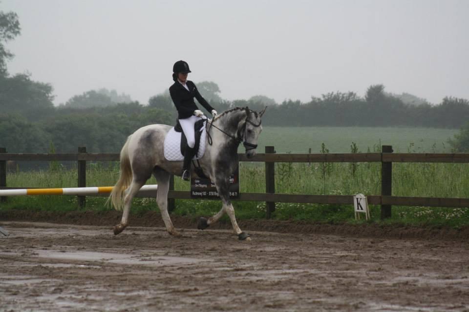 Knabstrupper Søgaardens Marlboro billede 10