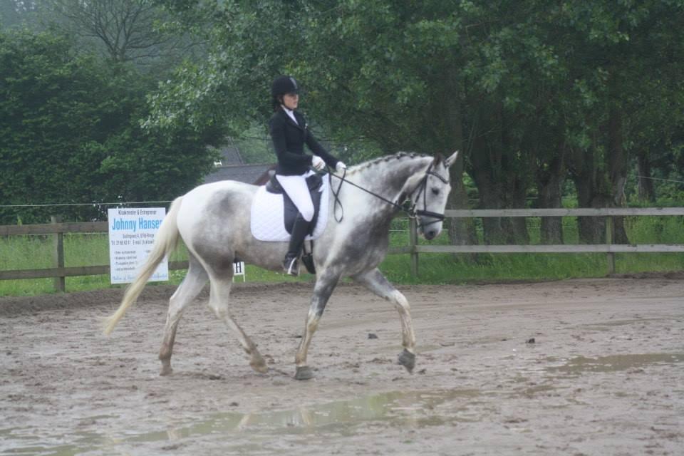 Knabstrupper Søgaardens Marlboro billede 14