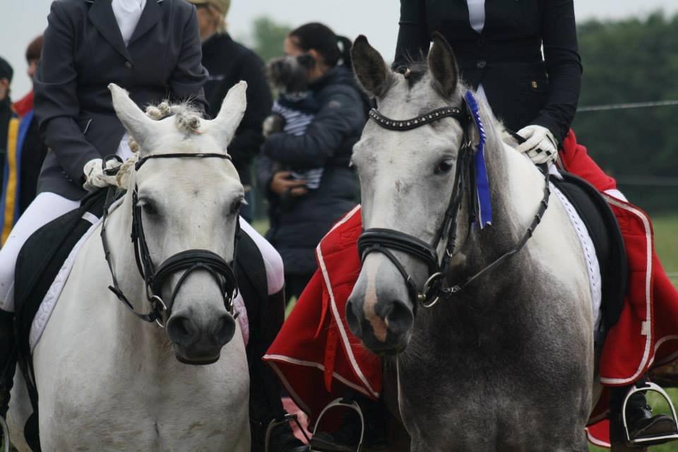 Knabstrupper Søgaardens Marlboro billede 11