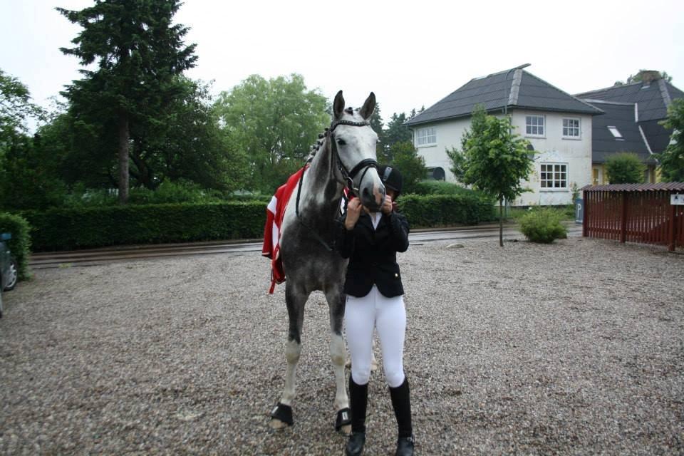 Knabstrupper Søgaardens Marlboro billede 12