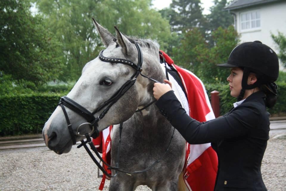 Knabstrupper Søgaardens Marlboro billede 17