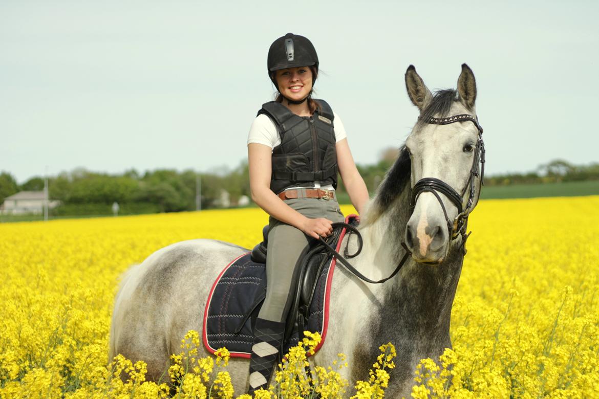Knabstrupper Søgaardens Marlboro billede 3