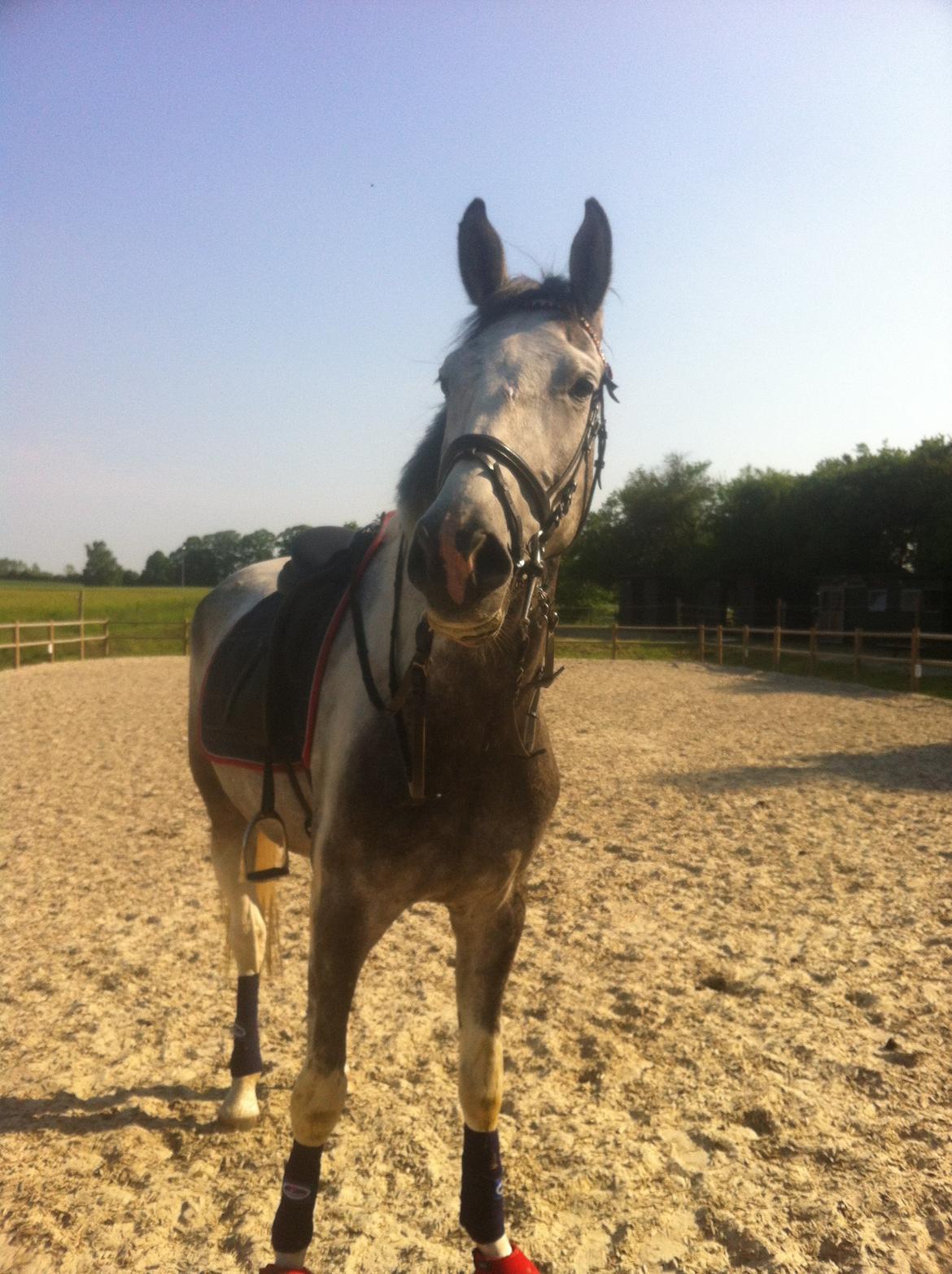 Knabstrupper Søgaardens Marlboro billede 15