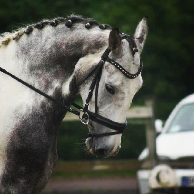 Knabstrupper Søgaardens Marlboro billede 2