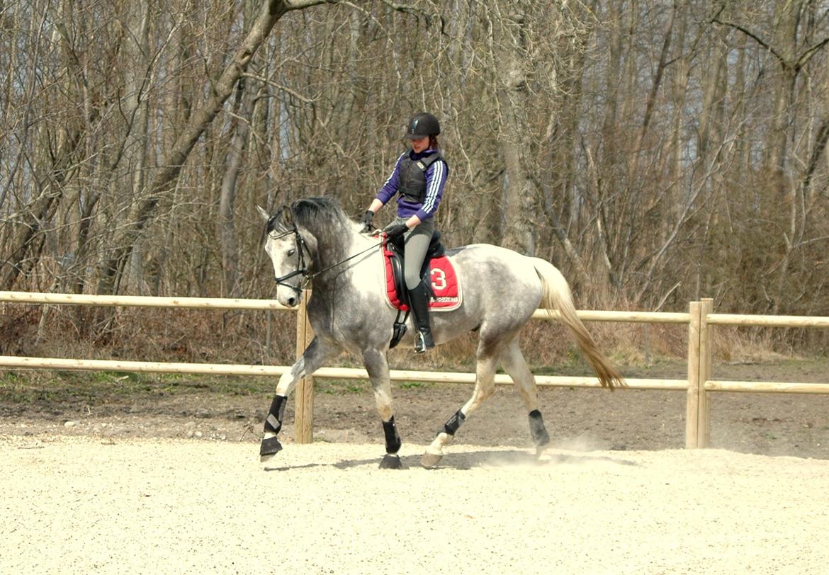 Knabstrupper Søgaardens Marlboro billede 8