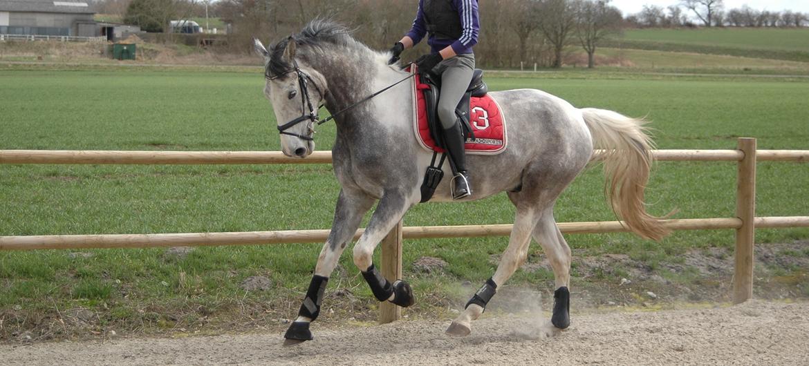 Knabstrupper Søgaardens Marlboro - Tak for kigget! :) billede 20