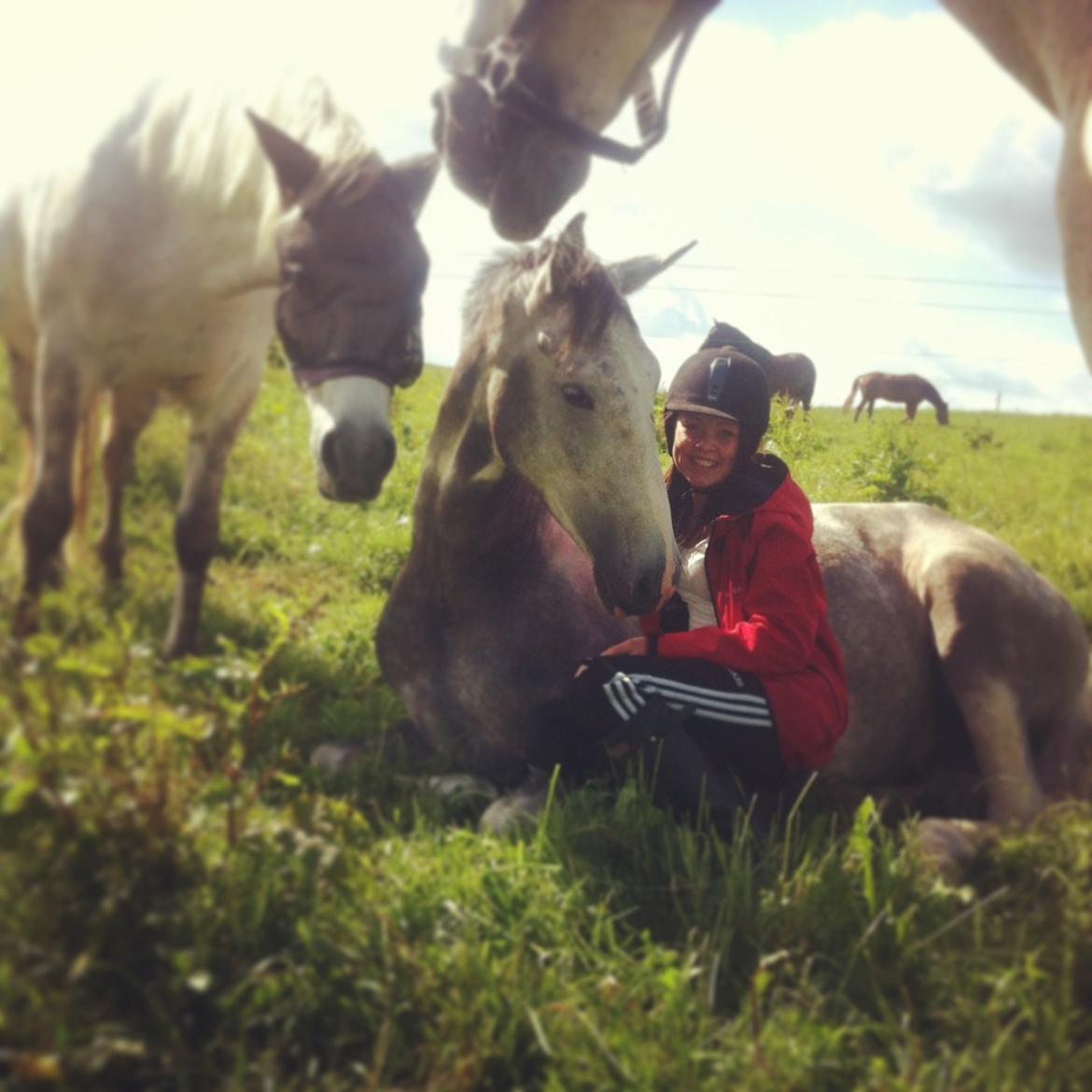 Knabstrupper Søgaardens Marlboro billede 18
