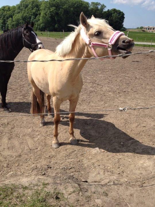 DSP Fjordbakkens Freja ~*Golden<3* - med prinsesse grimen på :D billede 23