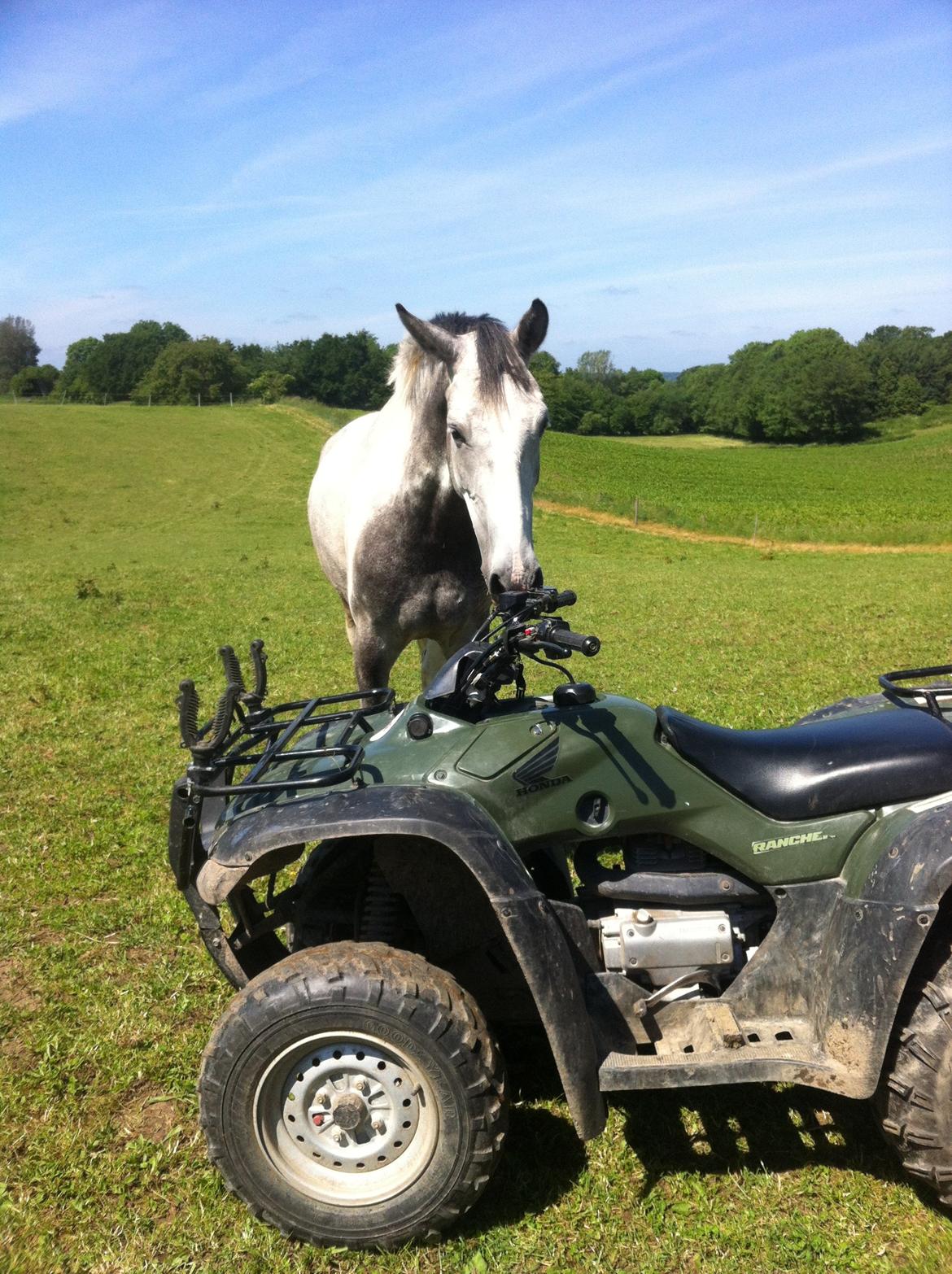 Knabstrupper Søgaardens Marlboro - ATV fyr ;) billede 5