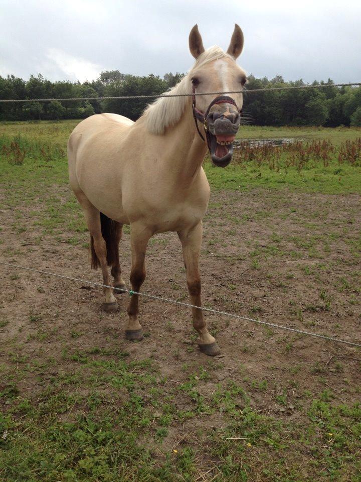 DSP Fjordbakkens Freja ~*Golden<3* - Sådan ser hun ud efter endt træning.. xD billede 25