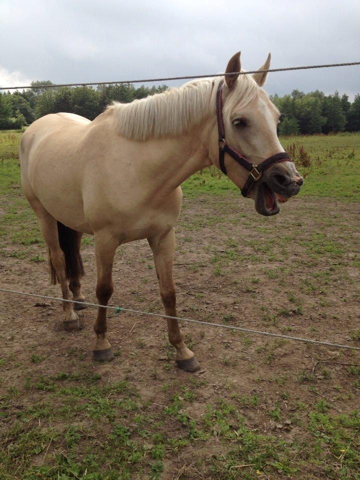 DSP Fjordbakkens Freja ~*Golden<3* billede 26