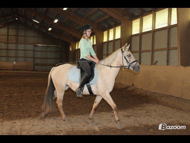 DSP Fjordbakkens Freja ~*Golden<3* - En måned efter at jeg havde fået hende i 2012.  billede 27