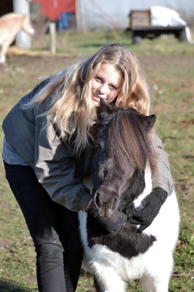 Shetlænder Stjernens Iza - Billedet er taget af Rose Albjerg Rudolph - RAR foto billede 5