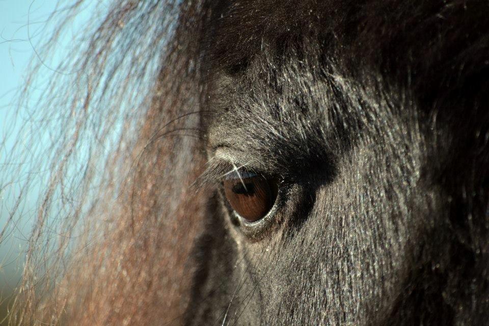 Shetlænder Stjernens Iza - Billedet er taget af Rose Albjerg Rudolph - RAR foto  billede 7