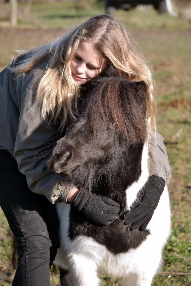 Shetlænder Stjernens Iza - Billedet er taget af Rose Albjerg Rudolph - RAR foto  billede 6