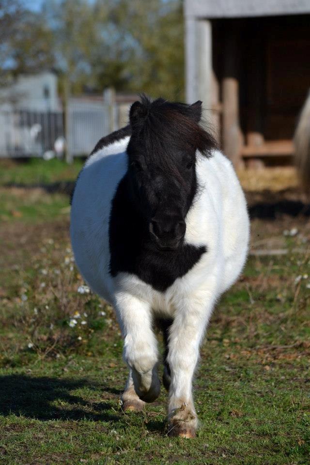 Shetlænder Stjernens Iza - Hun har slugt en badeboldt :P
Billedet er taget af Rose Albjerg Rudolph - RAR foto  billede 9