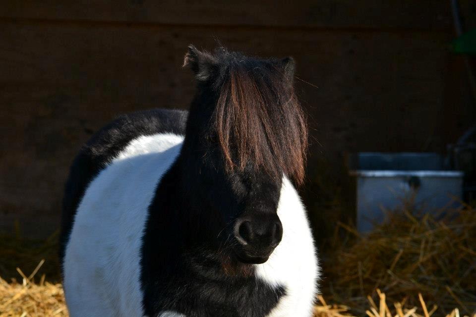 Shetlænder Stjernens Iza - Billedet er taget af Rose Albjerg Rudolph - RAR foto  billede 8