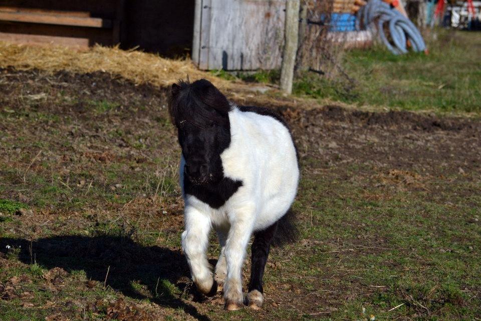 Shetlænder Stjernens Iza - Billedet er taget af Rose Albjerg Rudolph - RAR foto  billede 10