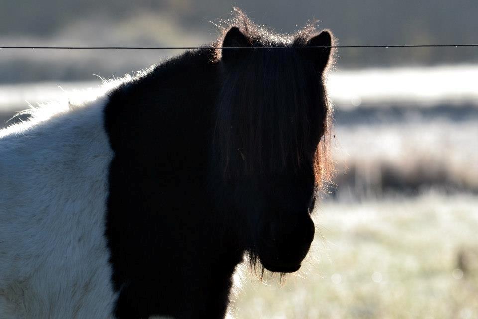 Shetlænder Stjernens Iza - Billedet er taget af Rose Albjerg Rudolph - RAR foto  billede 11