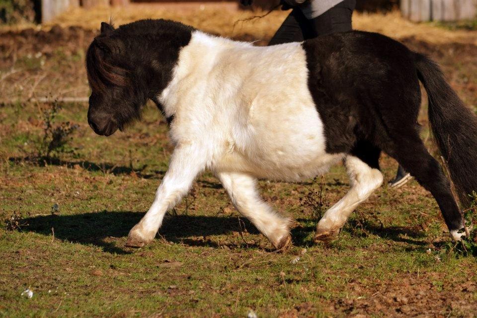Shetlænder Stjernens Iza - Billedet er taget af Rose Albjerg Rudolph - RAR foto  billede 2