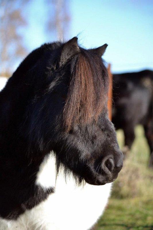 Shetlænder Stjernens Iza - Billedet er taget af Rose Albjerg Rudolph - RAR foto  billede 3