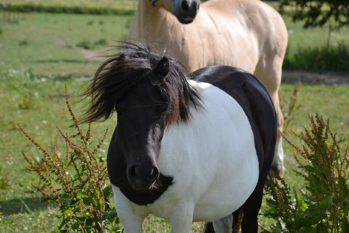 Shetlænder Stjernens Iza - billedet er taget af mig selv.
Undskyld kvaliteten.  billede 12