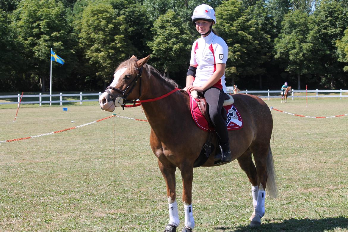 Tysk Sportspony Fee 768 - Min smukling <3  billede 2