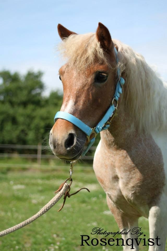 Anden særlig race I Coello's Scarlett Nyx billede 10