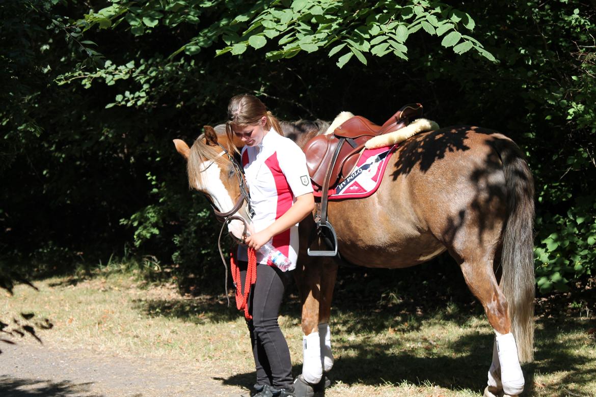 Tysk Sportspony Fee 768 - Åhh min lille dygtige ponse  billede 12