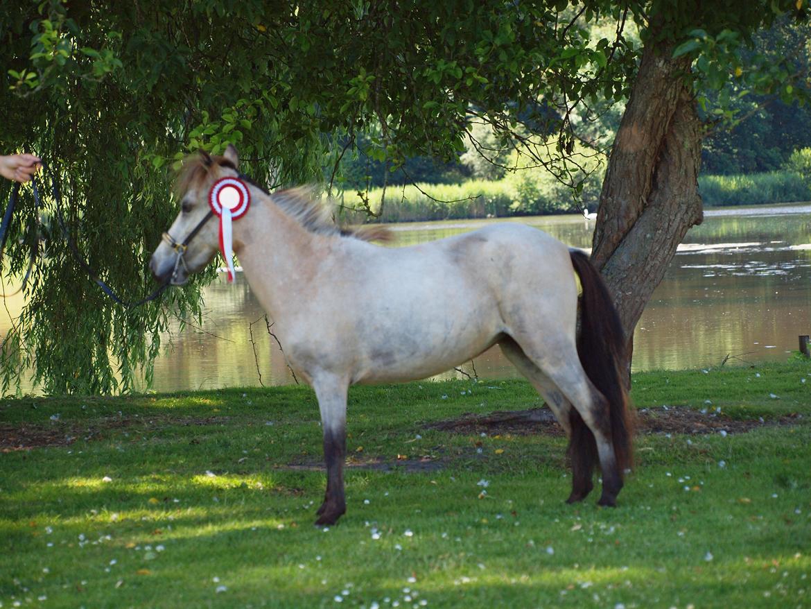 Miniature Søsteds Caro W. billede 18