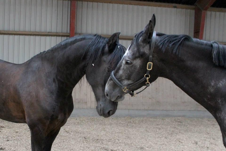 Holstener Schouwgaardens Quinto - Lege buddies :) billede 6