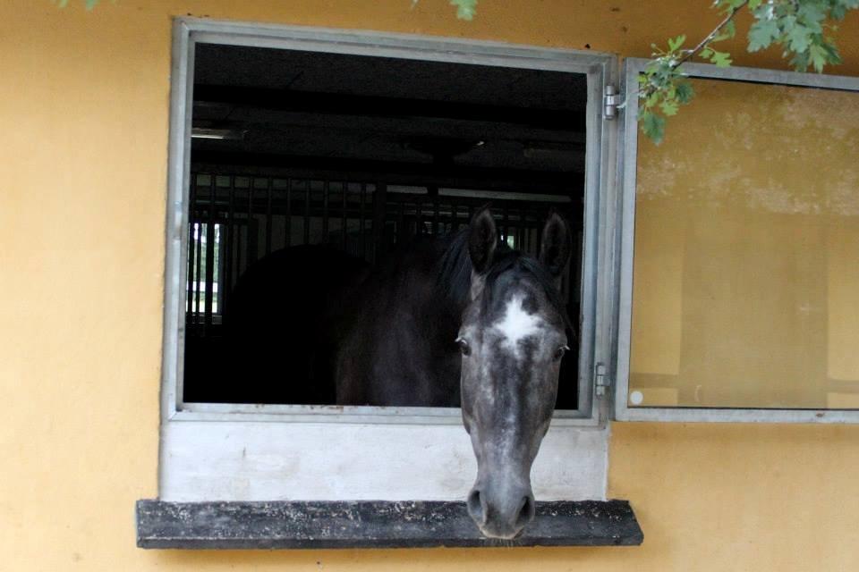 Holstener Schouwgaardens Quinto - Hva laver duuuu? :) billede 7