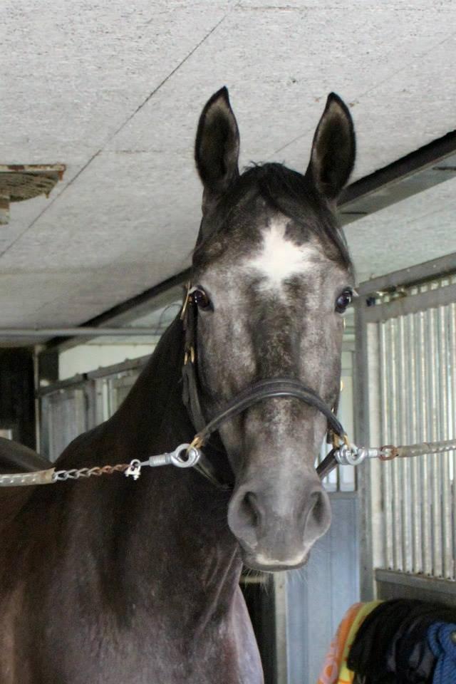 Holstener Schouwgaardens Quinto - Søde Q! :) billede 8