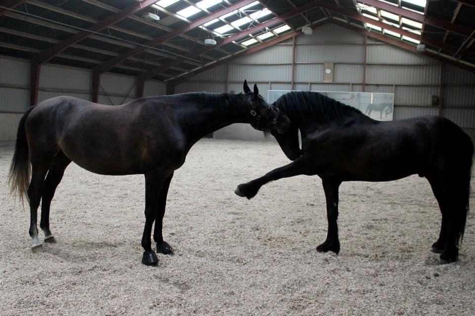 Holstener Schouwgaardens Quinto billede 9