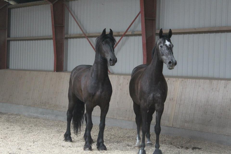 Holstener Schouwgaardens Quinto - Det var ikke os :P billede 10