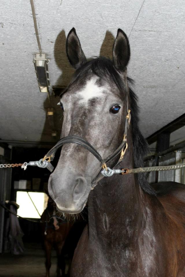 Holstener Schouwgaardens Quinto - Quinto, juni 2013 billede 11
