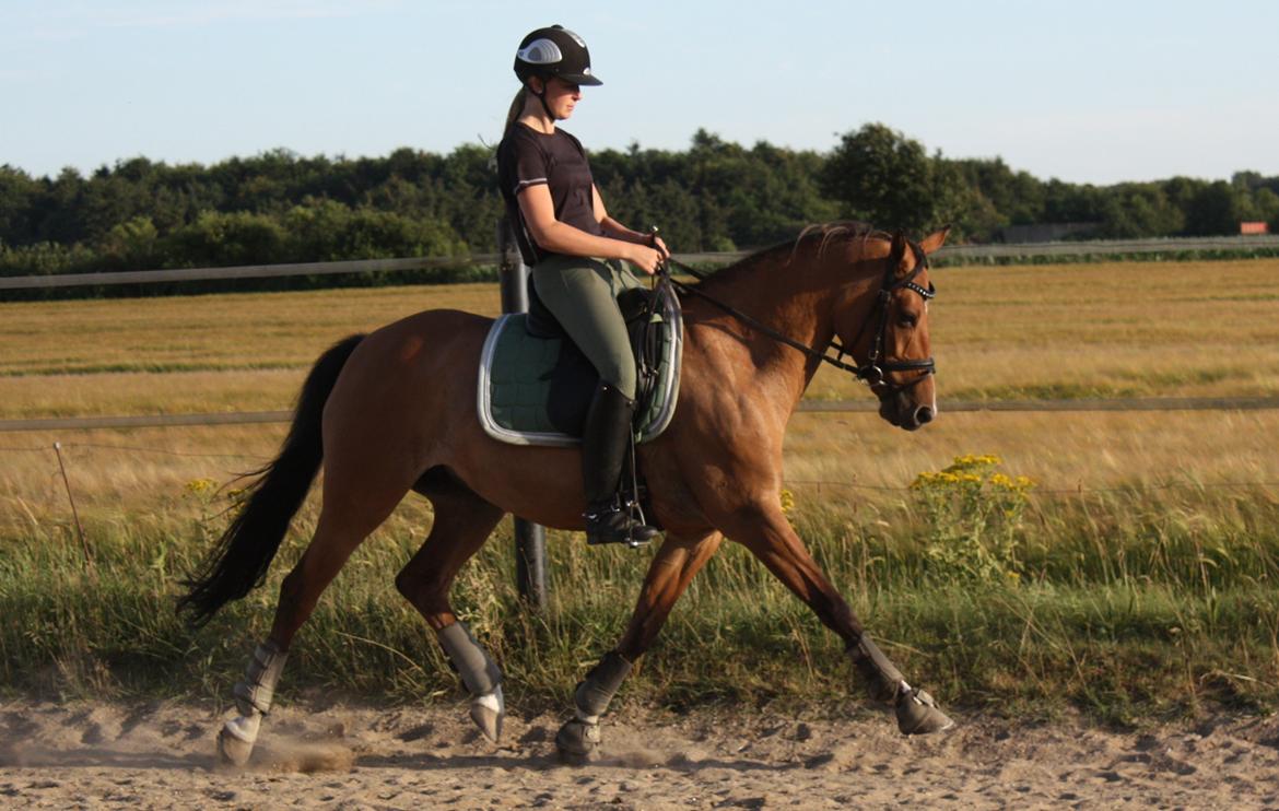 Anden særlig race Hedegårens Bella Bacardi (B-pony) Solgt billede 13