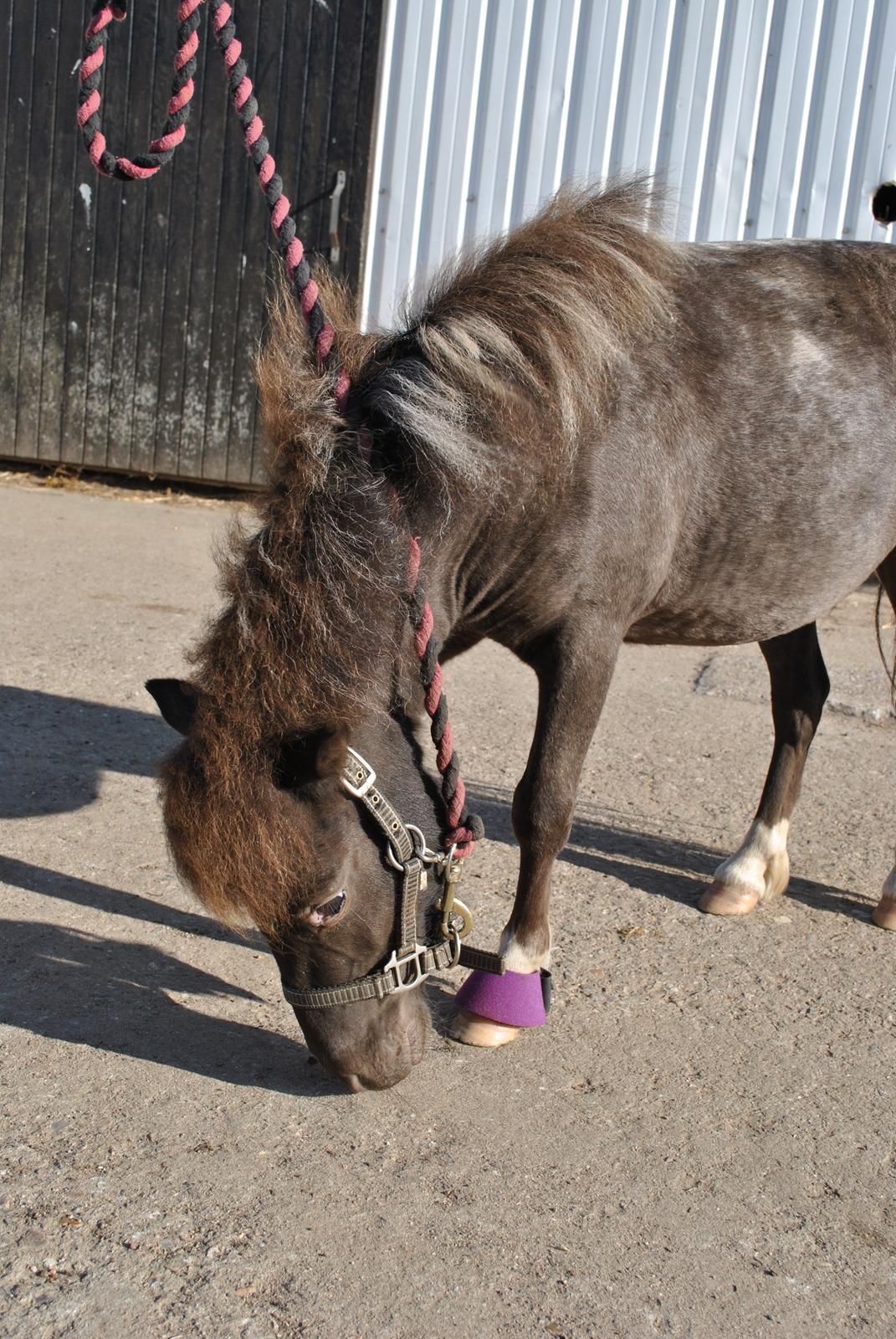 Miniature I am isabella billede 11