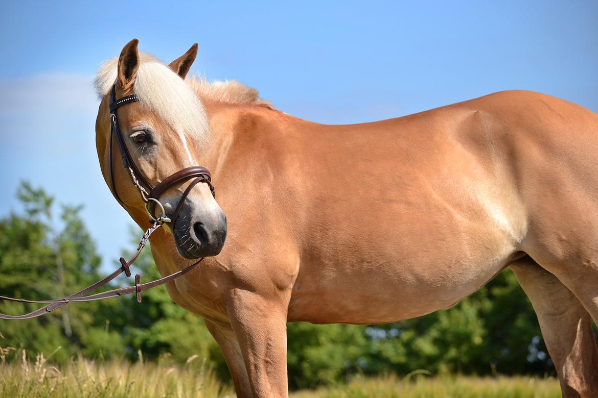 Haflinger Gullith - Velkommen til Gullith`s profil! :-) billede 1