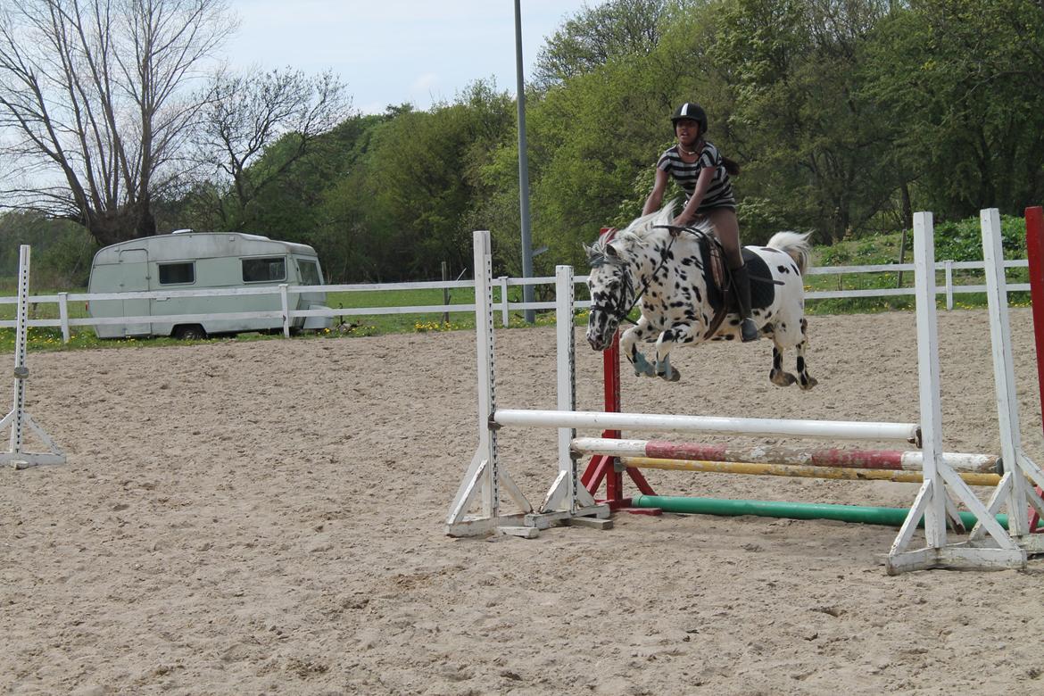 Knabstrupper Pletten (stip) <3 <3  (solgt) - velkommen til pletten
Pleddo i fin stil over en tripplebar<3<3<3<3 elsker dig pleddooooo billede 1