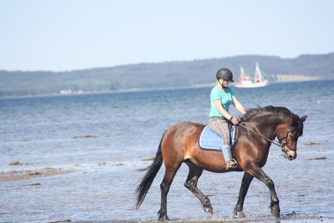 Norsk Døle Bella Bolina (Totten) - Fantastisk hest på stranden ;D  billede 7
