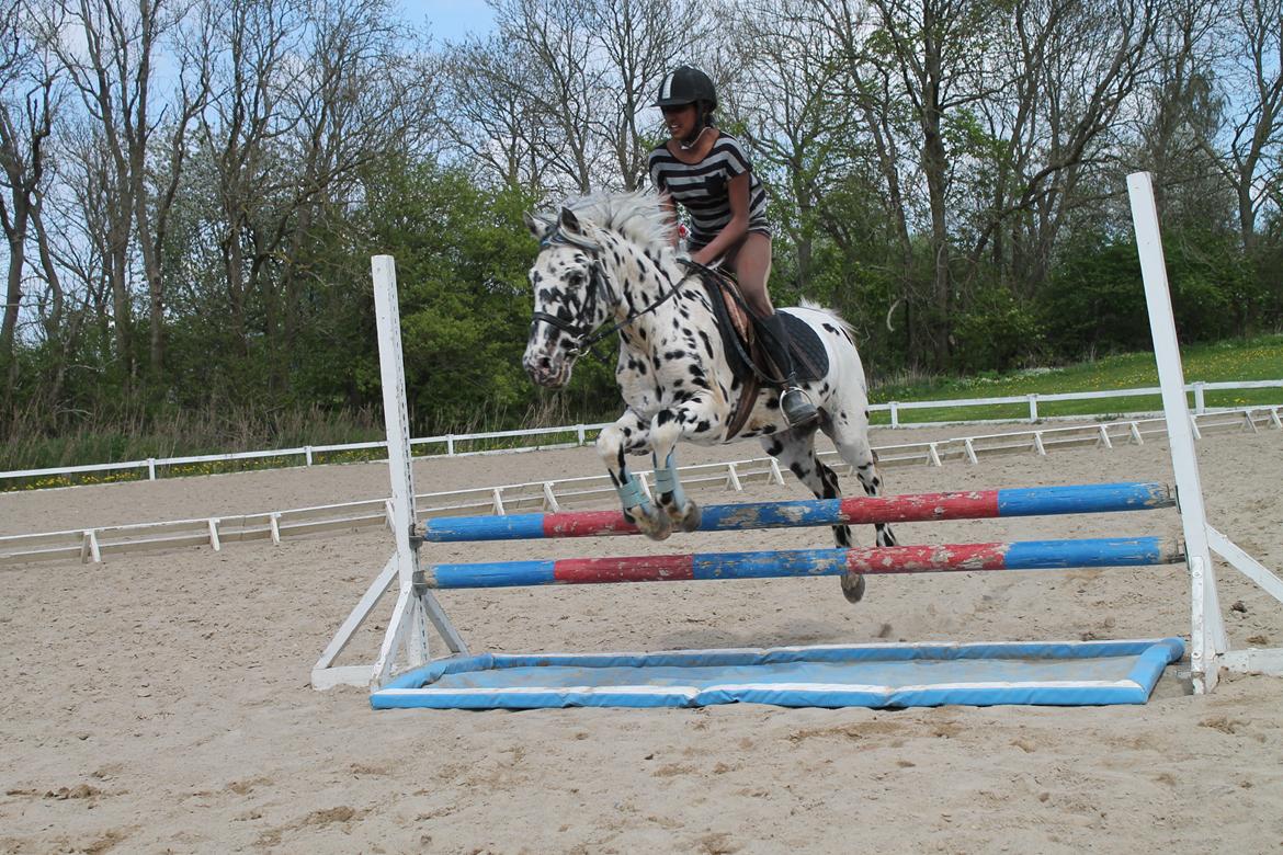 Knabstrupper Pletten (stip) <3 <3  (solgt) billede 8