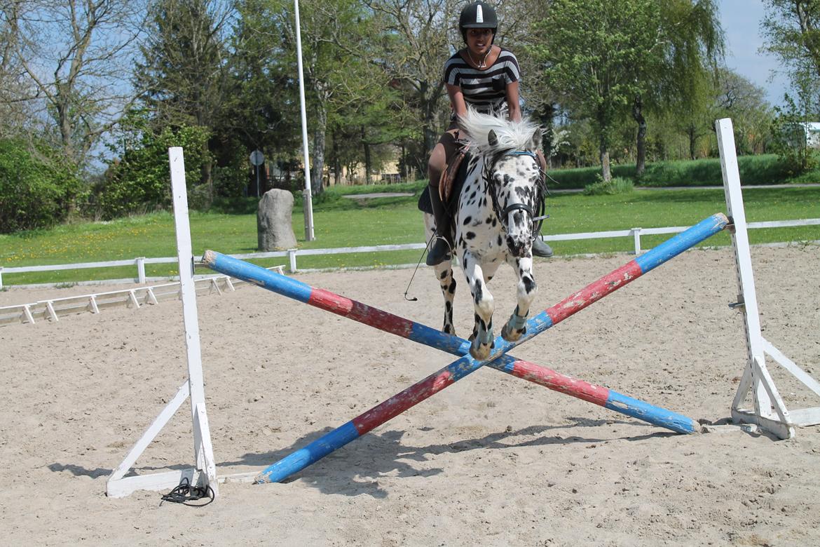 Knabstrupper Pletten (stip) <3 <3  (solgt) billede 9