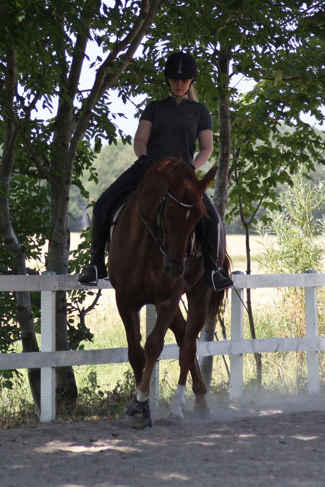 Dansk Varmblod Asterix billede 6