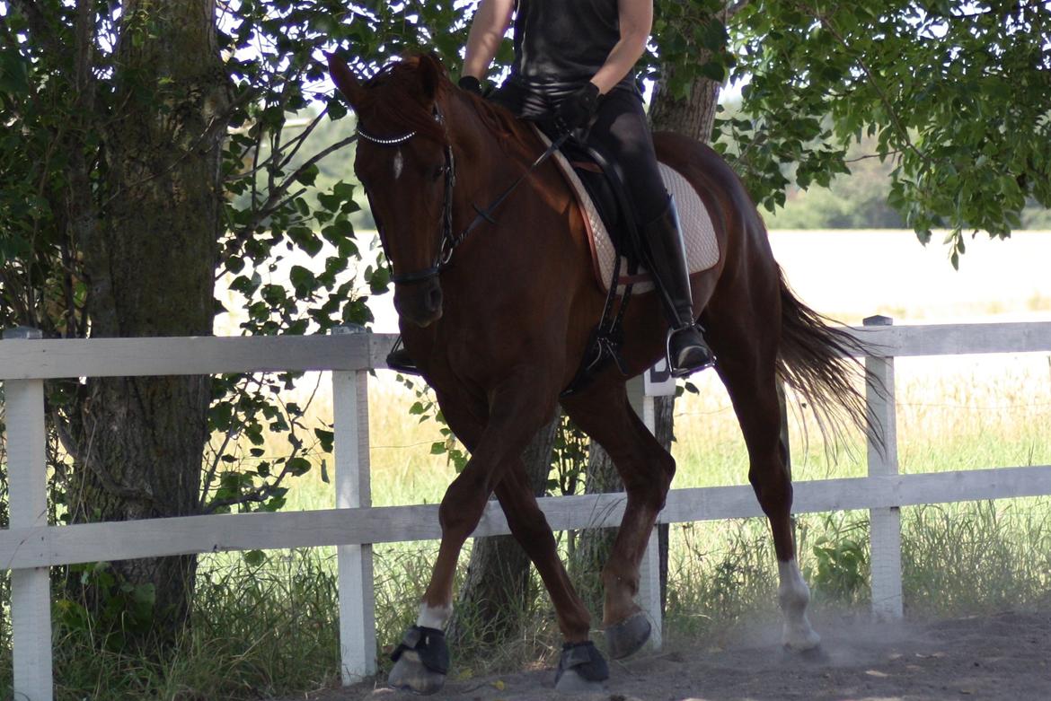 Dansk Varmblod Asterix billede 8