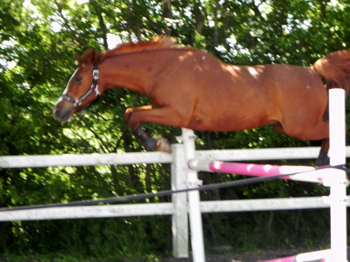 Hollandsk Sportspony Broderigårdens Nando (Gucci Nans) - Løsspring med Nans :) billede 25