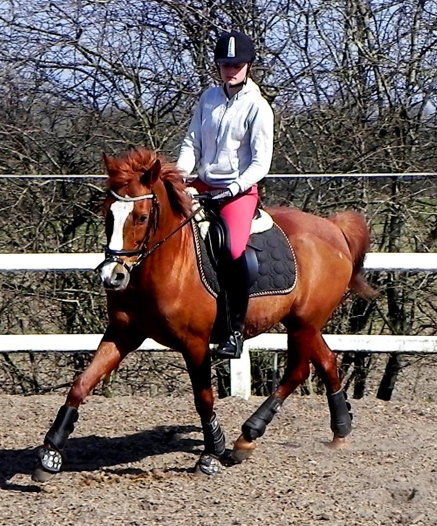 Hollandsk Sportspony Broderigårdens Nando (Gucci Nans) - Nando - April 2013 billede 43