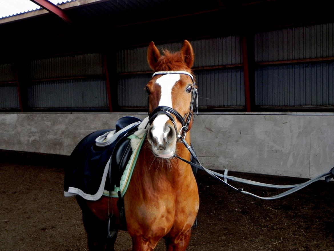 Hollandsk Sportspony Broderigårdens Nando (Gucci Nans) - Broderigårdens Nando  billede 30