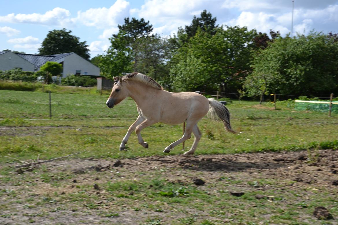 Fjordhest Græsmarkens Noma - Hendes særdeles gode galop.  Billedet er taget af mig selv. billede 8