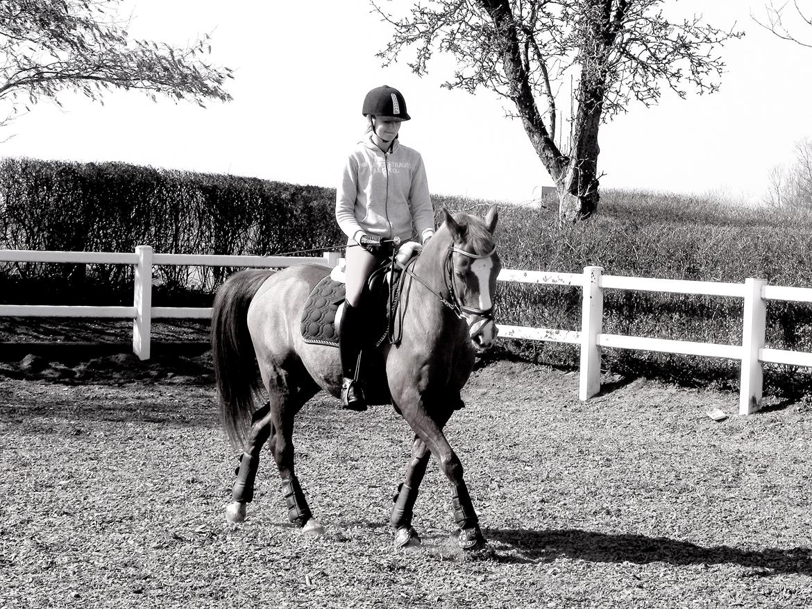 Hollandsk Sportspony Broderigårdens Nando (Gucci Nans) - Nando - April 2013 billede 45